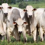Vacinação contra aftosa deve imunizar 95 mil bovinos em Santa Maria