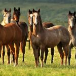Paraná tem o segundo maior plantel de cavalos Quarto de Milha do país